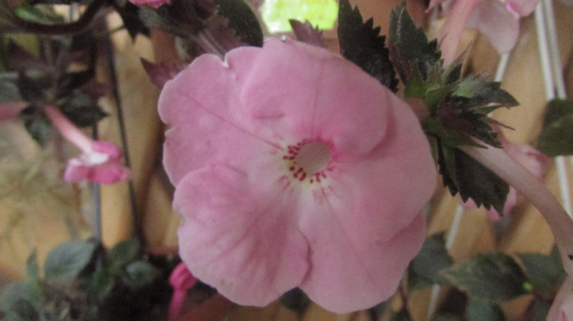 Apple Bloosoom - Achimenes