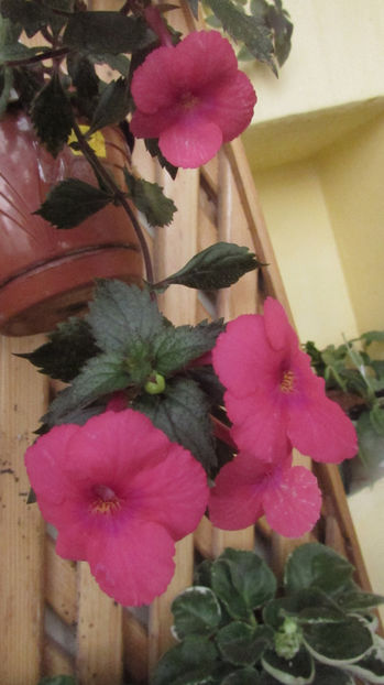  - Achimenes