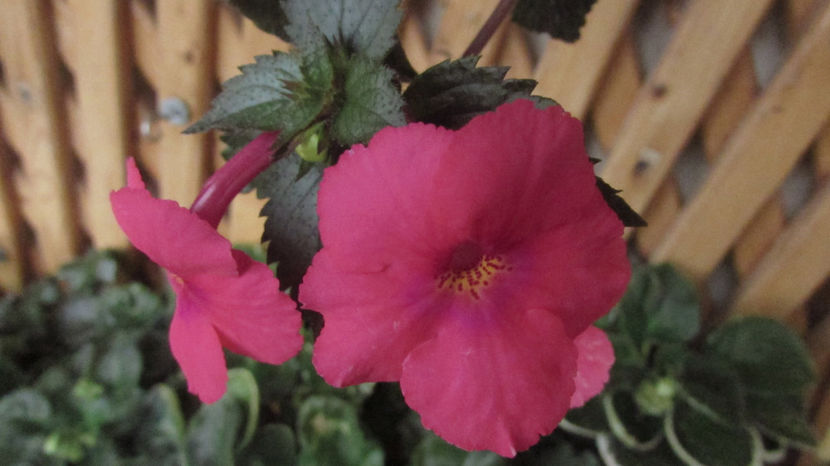 Candy Girl - Achimenes