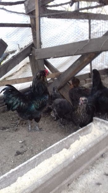  - Ameraucana