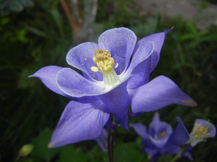 Aquilegia Blue (2017, May 04) - Aquilegia Blue