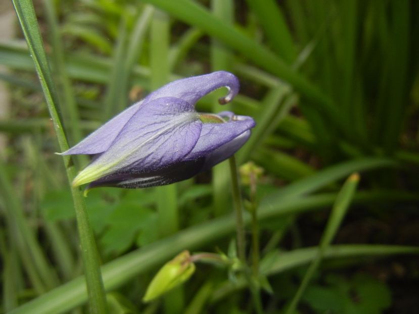 Aquilegia Blue (2017, May 04) - Aquilegia Blue