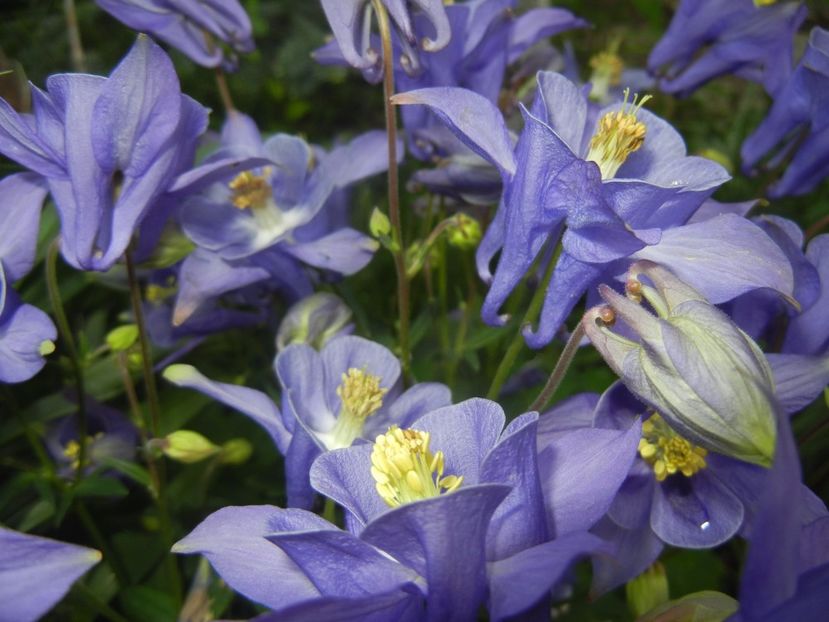 Aquilegia Blue (2017, May 04) - Aquilegia Blue