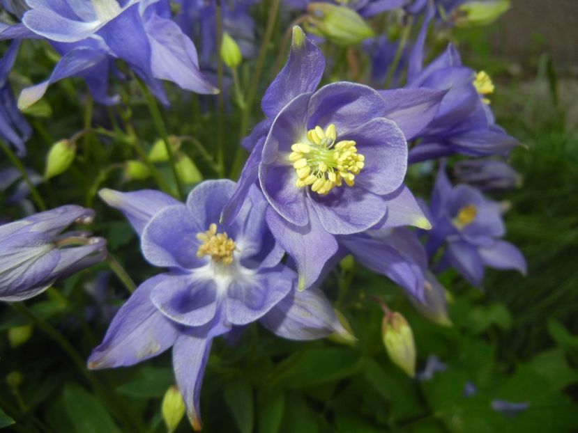 Aquilegia Blue (2017, May 04) - Aquilegia Blue