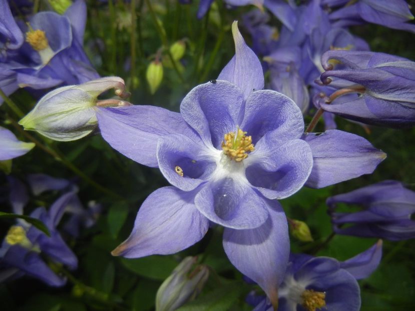 Aquilegia Blue (2017, May 04) - Aquilegia Blue