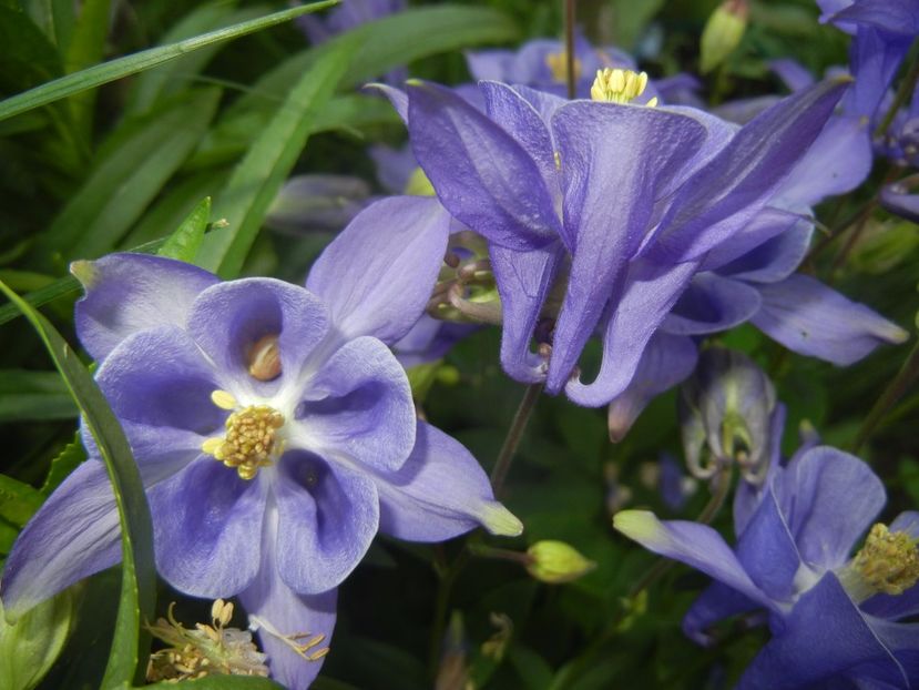 Aquilegia Blue (2017, May 04) - Aquilegia Blue