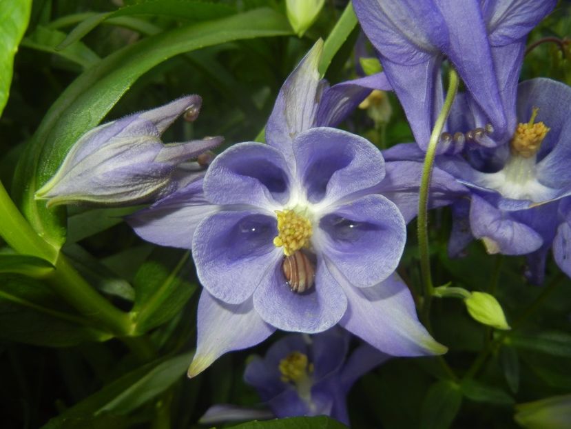 Aquilegia Blue (2017, May 04) - Aquilegia Blue