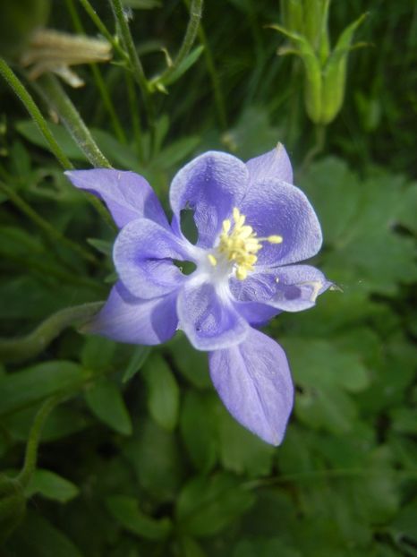 Aquilegia Blue (2017, May 24) - Aquilegia Blue