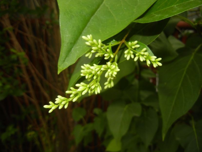 Ligustrum vulgare (2017, June 10) - LIGUSTRUM Vulgare_Wild Privet