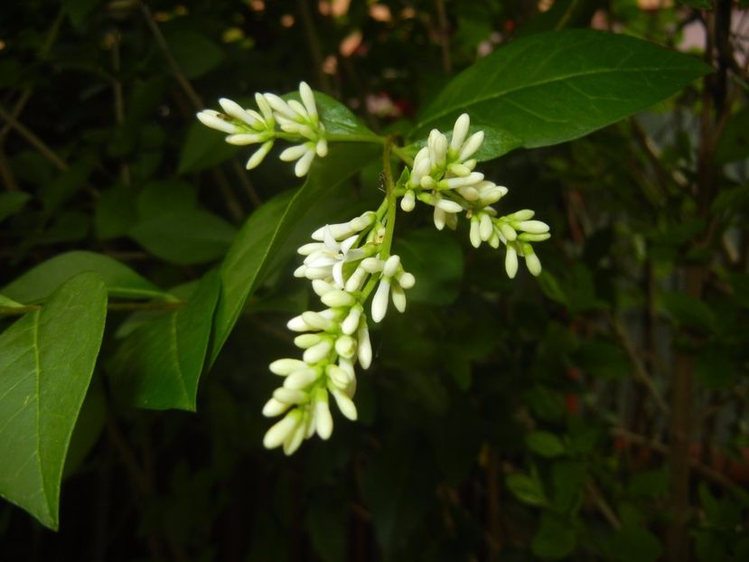 Ligustrum vulgare (2017, June 10) - LIGUSTRUM Vulgare_Wild Privet