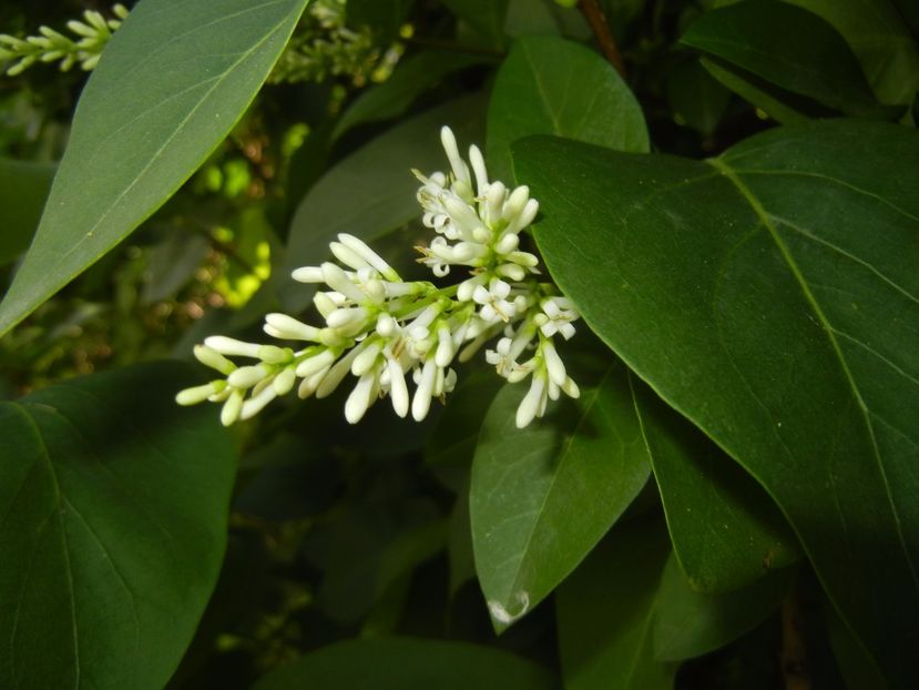 Ligustrum vulgare (2017, June 13) - LIGUSTRUM Vulgare_Wild Privet