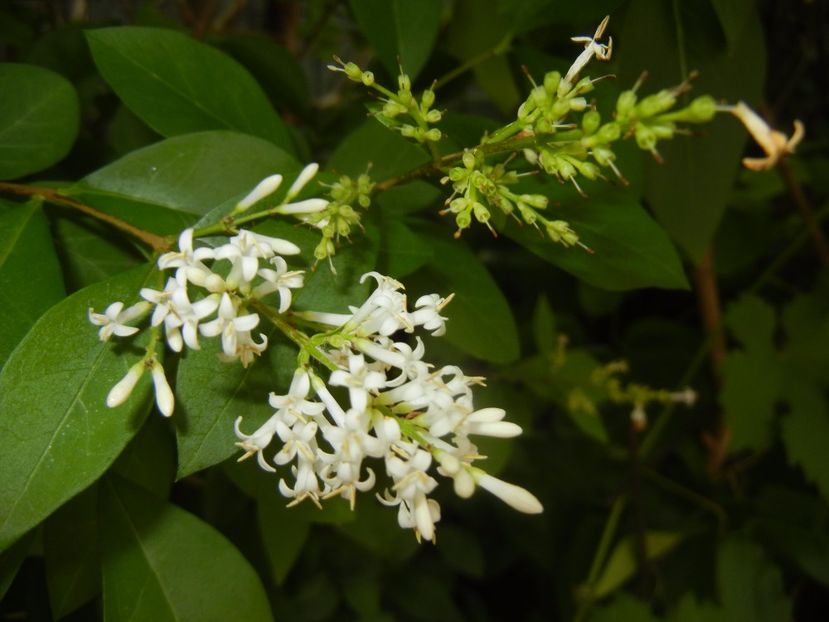 Ligustrum vulgare (2017, June 15) - LIGUSTRUM Vulgare_Wild Privet