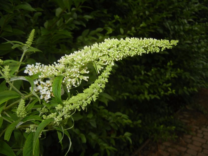 Buddleja davidii White (2017, Jul.04) - Buddleja White