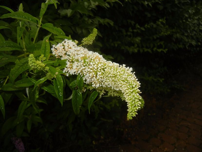 Buddleja davidii White (2017, Jul.06) - Buddleja White