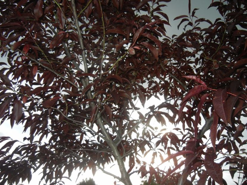 Prunus persica Davidii (2017, May 16) - Prunus persica Davidii