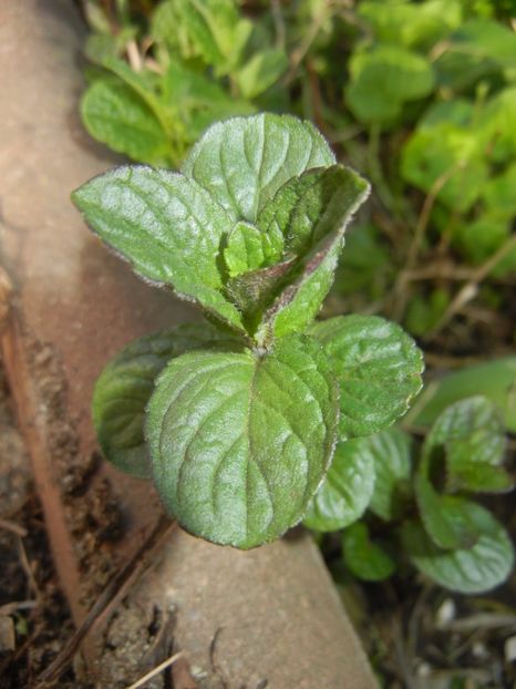 Chocolate Mint (2016, April 15) - Mint_Chocolate