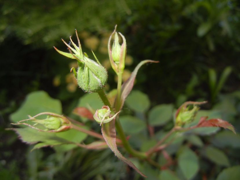 Rose Bud (2017, May 03) - 04_ROSES_Trandafiri
