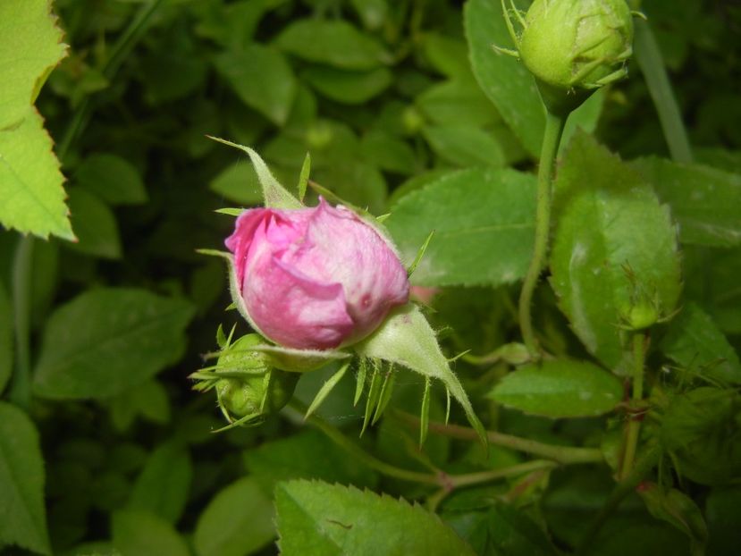 Rose Bud (2017, May 14) - 04_ROSES_Trandafiri