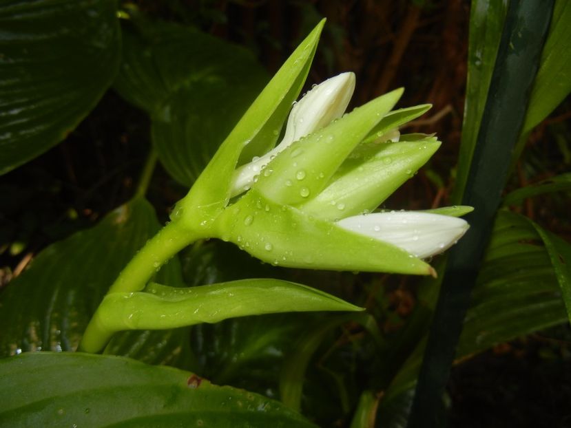 Hosta_Plantain Lily (2017, August 09) - LILY Plantain Lily Hosta