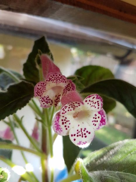 thumbnail (21)Jardin de Monet - KOHLERIILE MELE 2017 continuare