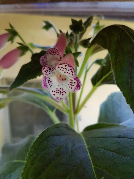 thumbnail (5) - KOHLERIILE MELE 2017 continuare