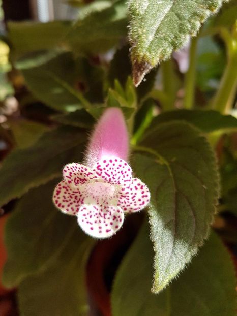 thumbnail (1) - KOHLERIILE MELE 2017 continuare