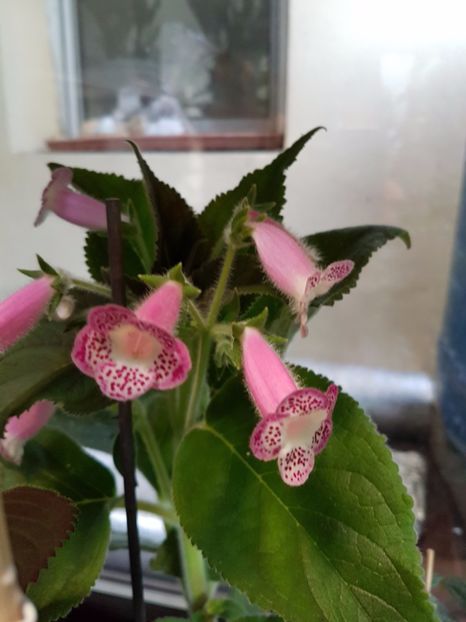  - KOHLERIILE MELE 2017 continuare