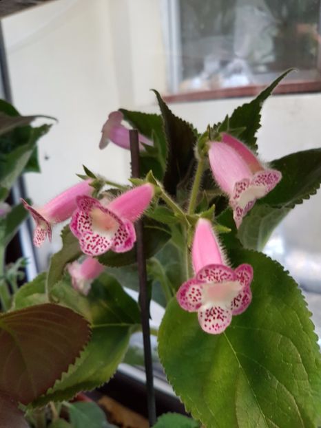  - KOHLERIILE MELE 2017 continuare