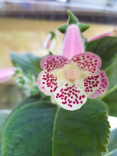  - KOHLERIILE MELE 2017 continuare