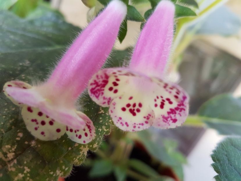  - KOHLERIILE MELE 2017 continuare