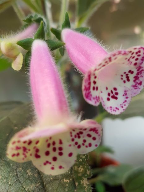 Jardin de Monet - KOHLERIILE MELE 2017 continuare