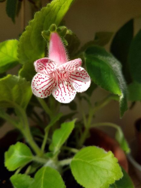 thumbnail (2) - KOHLERIILE MELE 2017 continuare