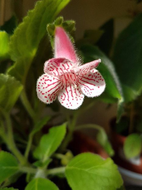 thumbnail (1) - KOHLERIILE MELE 2017 continuare