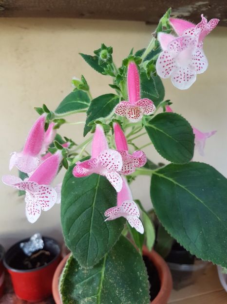  - KOHLERIILE MELE 2017 continuare