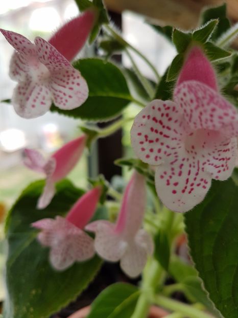  - KOHLERIILE MELE 2017 continuare