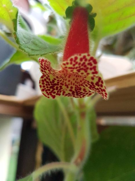 thumbnail (22) - KOHLERIILE MELE 2017 continuare