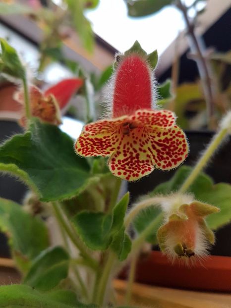 thumbnail (16) - KOHLERIILE MELE 2017 continuare