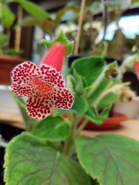 thumbnail (12) - KOHLERIILE MELE 2017 continuare