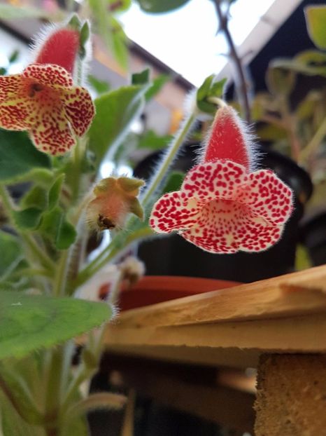 thumbnail (10) - KOHLERIILE MELE 2017 continuare