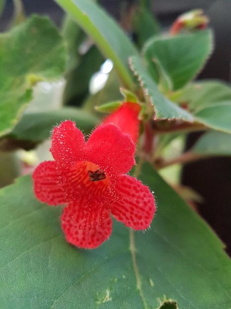 thumbnail Kerstin - KOHLERIILE MELE 2017 continuare