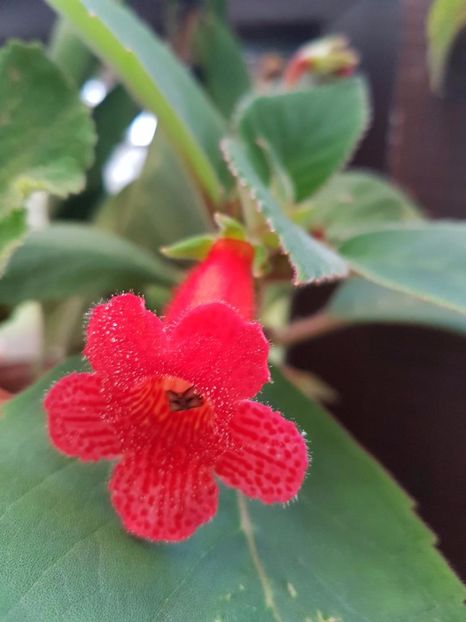 thumbnail (2) - KOHLERIILE MELE 2017 continuare