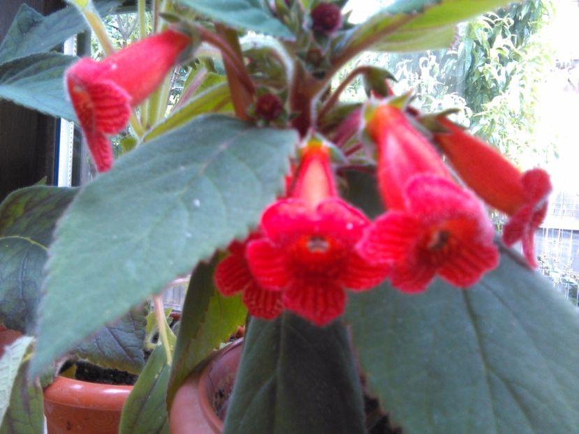 Kerstin - KOHLERIILE MELE 2017 continuare