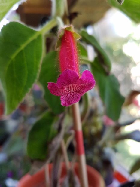 thumbnail (10) - KOHLERIILE MELE 2017 continuare