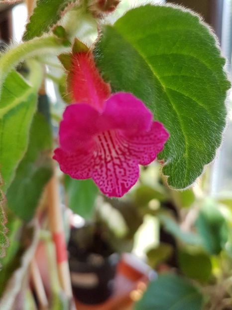 thumbnail (9) - KOHLERIILE MELE 2017 continuare