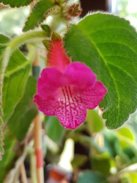 thumbnail (6) - KOHLERIILE MELE 2017 continuare