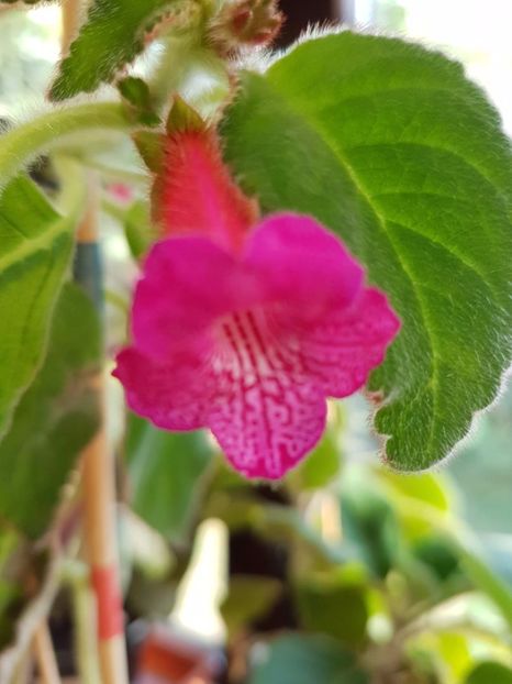 thumbnail (5) Amadeus - KOHLERIILE MELE 2017 continuare