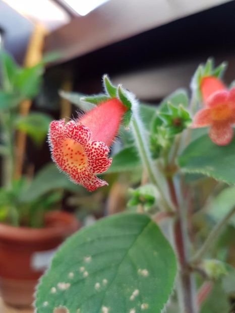 thumbnail Cybelle - KOHLERIILE MELE 2017 continuare