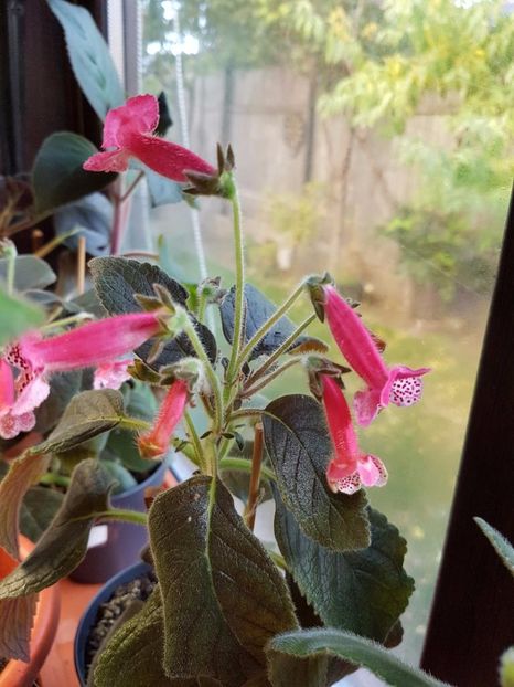 thumbnail Marquise de Sade - KOHLERIILE MELE 2017 continuare