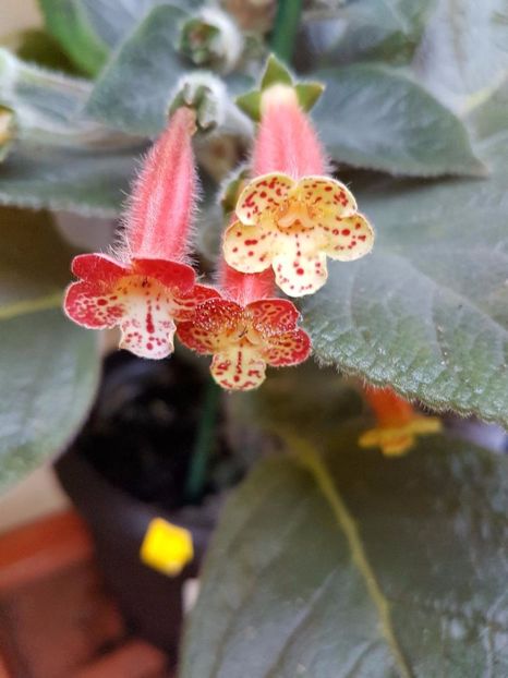 thumbnail (24) - KOHLERIILE MELE 2017 continuare