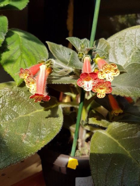 thumbnail (12) - KOHLERIILE MELE 2017 continuare